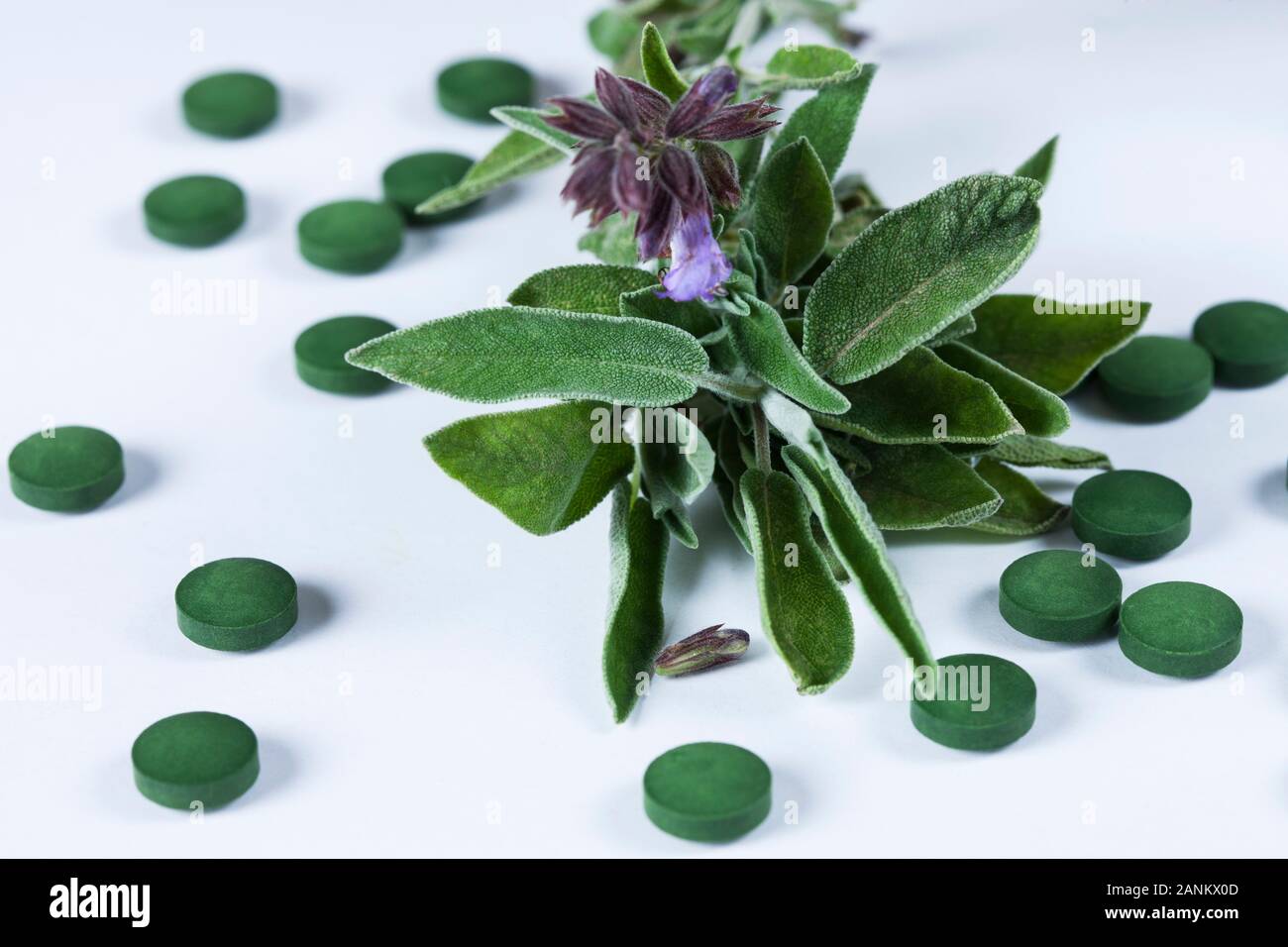 Impianto di salvia e pillole di verde Foto Stock