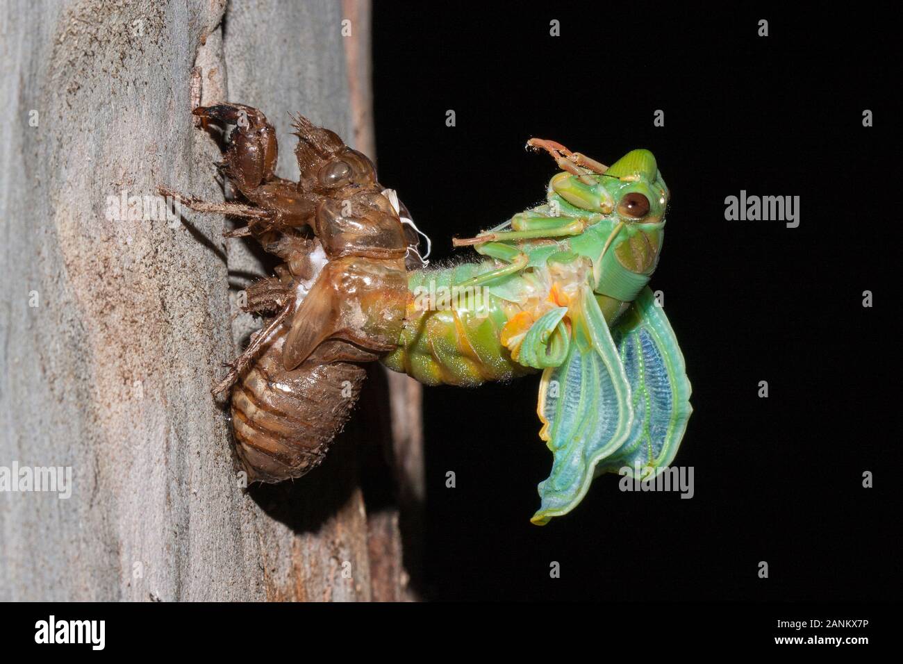 Green Grocer Cicala emergente dalla shell come un adulto Foto Stock