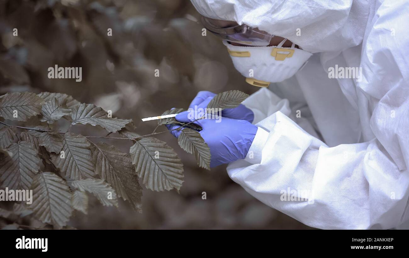 Ricercatore analizzando radioattivo di colore di foglia, livello di inquinamento, foresta avvelenamento Foto Stock