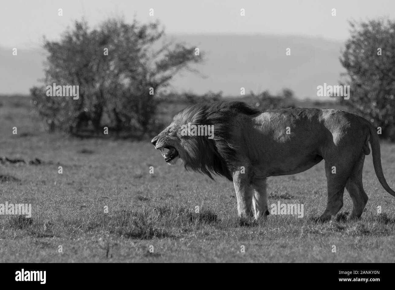 I Lions appartenenti all'orgoglio della doppia croce godono di una fresca uccisione nelle pianure dell'Africa all'interno della Riserva Nazionale Masai Mara durante un safari nella fauna selvatica Foto Stock