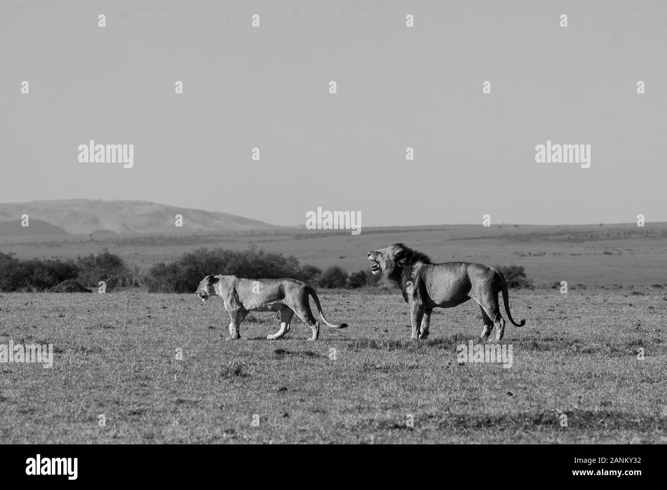 I Lions appartenenti all'orgoglio della doppia croce godono di una fresca uccisione nelle pianure dell'Africa all'interno della Riserva Nazionale Masai Mara durante un safari nella fauna selvatica Foto Stock
