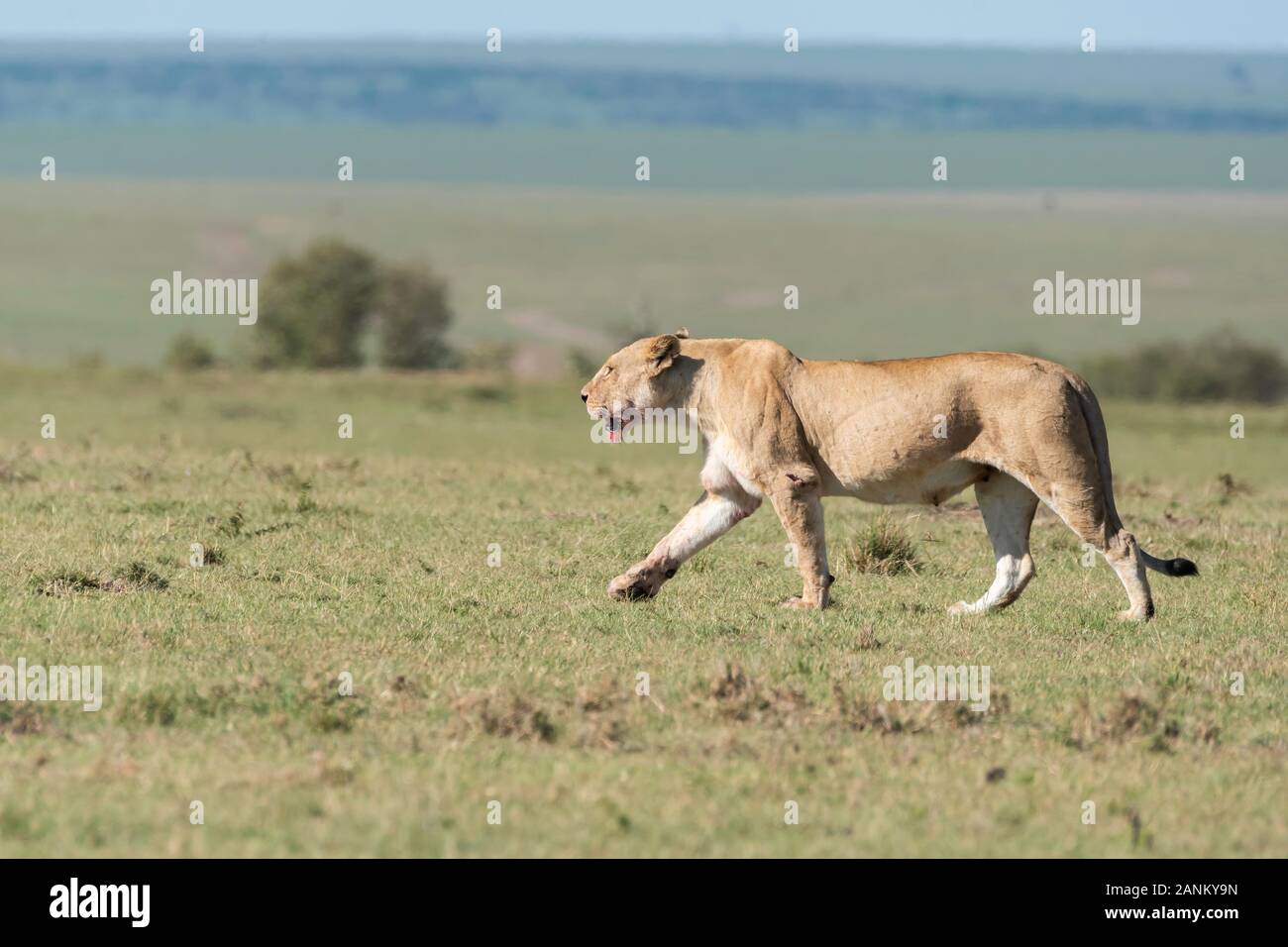 Una donna contesa da doppio orgoglio di croce camminando nelle pianure di. Africa all'interno della Riserva Nazionale Masai Mara durante un safari di fauna selvatica Foto Stock