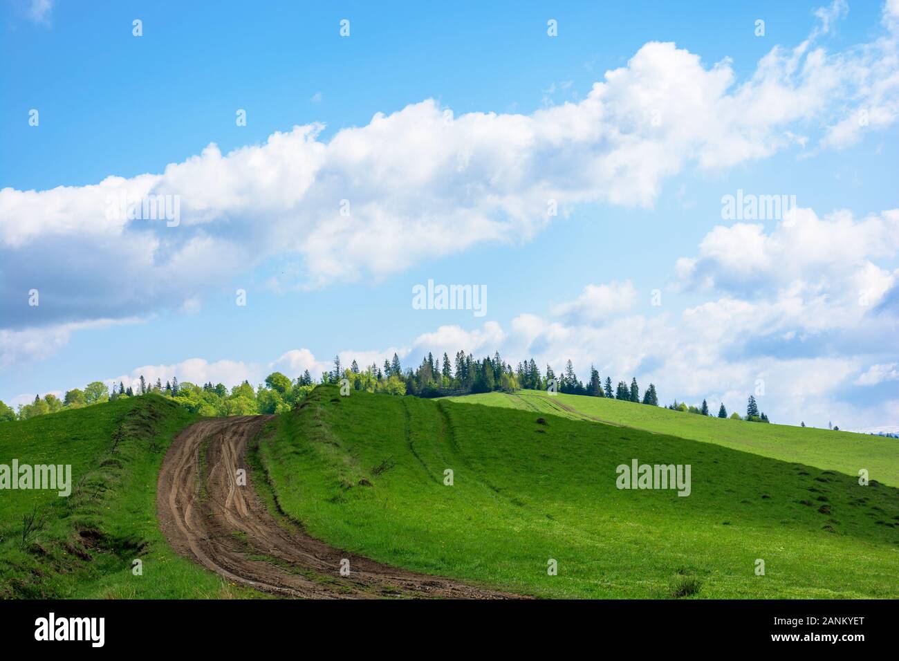 Strada sterrata in salita la verde collina. erba prato coperto in luce pezzata. sentiero conduce alla foresta di conifere in distanza. incredibile cielo blu con nuvole Foto Stock