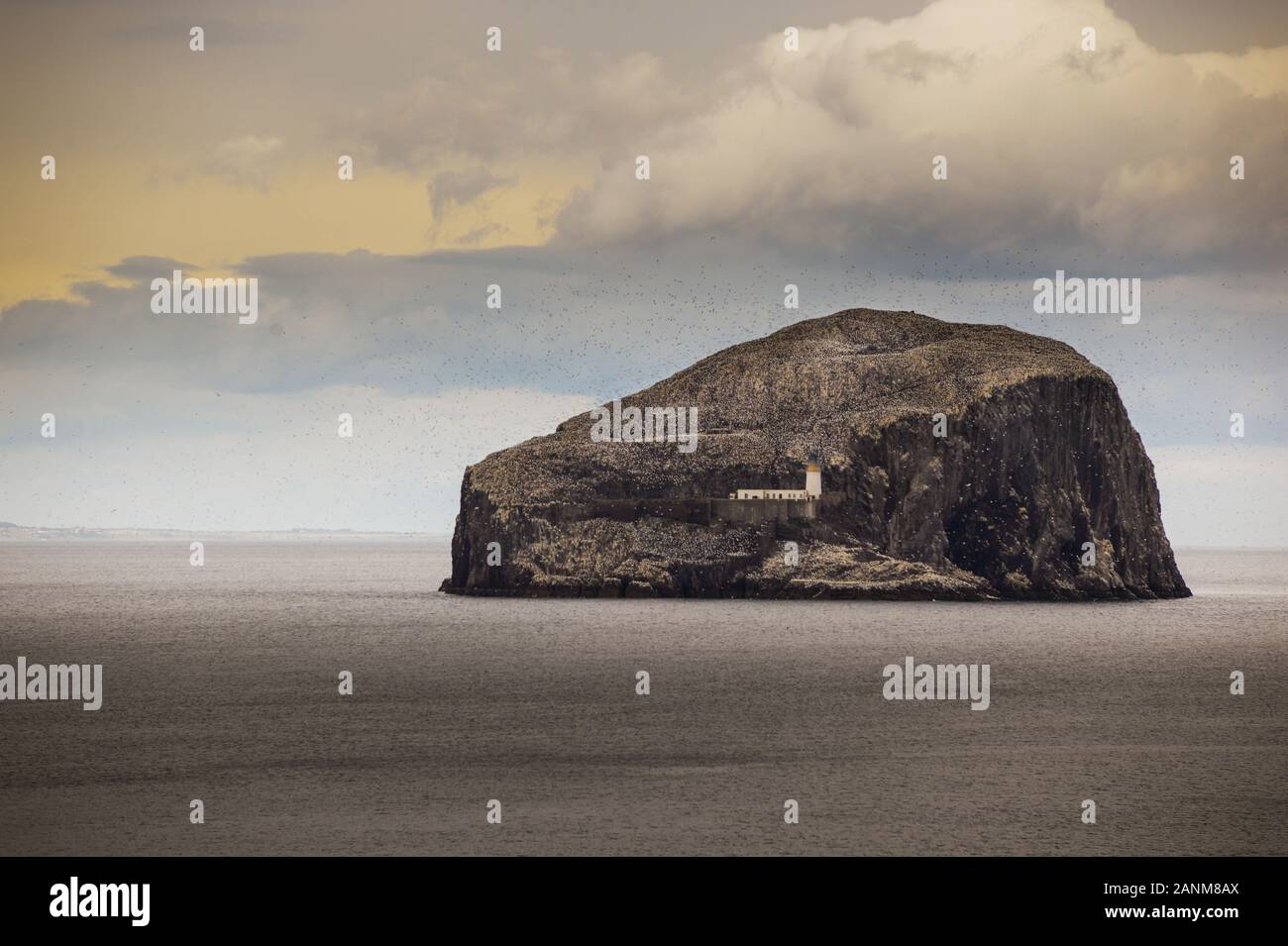 La Bass Rock una roccia vulcanica casa a migliaia di uccelli di mare sul lato esterno raggiunge del Firth of Forth Foto Stock