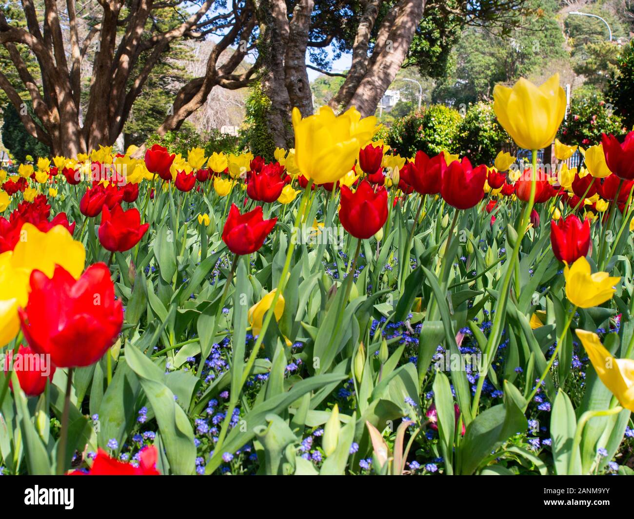 La molla rossa e tulipani gialli in giardini botanici Foto Stock