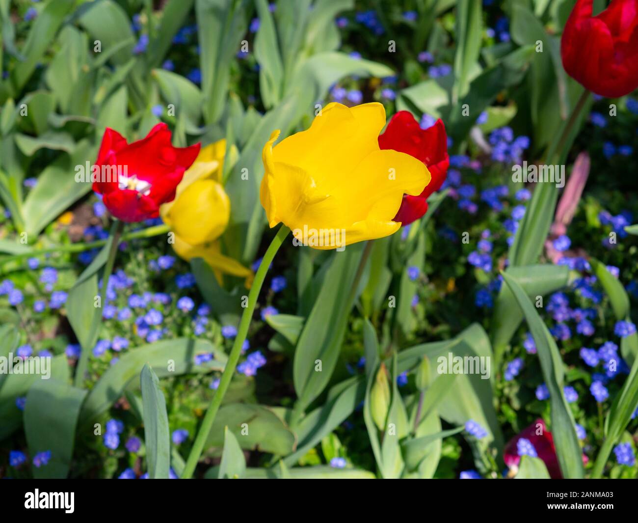 La molla rossa e tulipani gialli in giardini botanici Foto Stock
