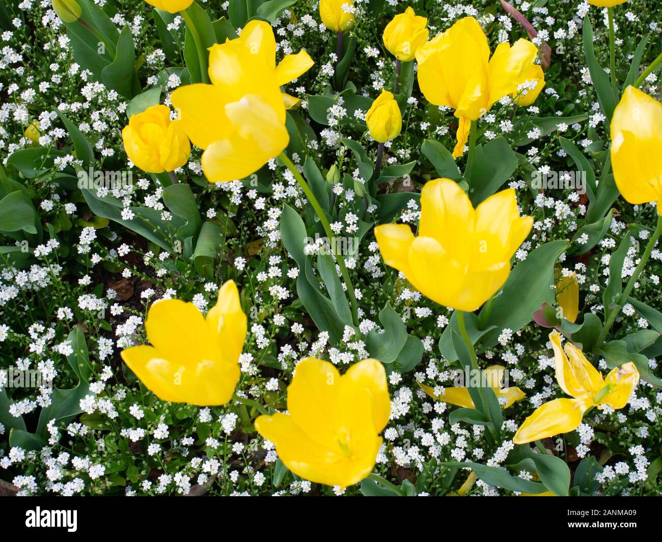 Di colore giallo brillante tulipani in primavera Foto Stock