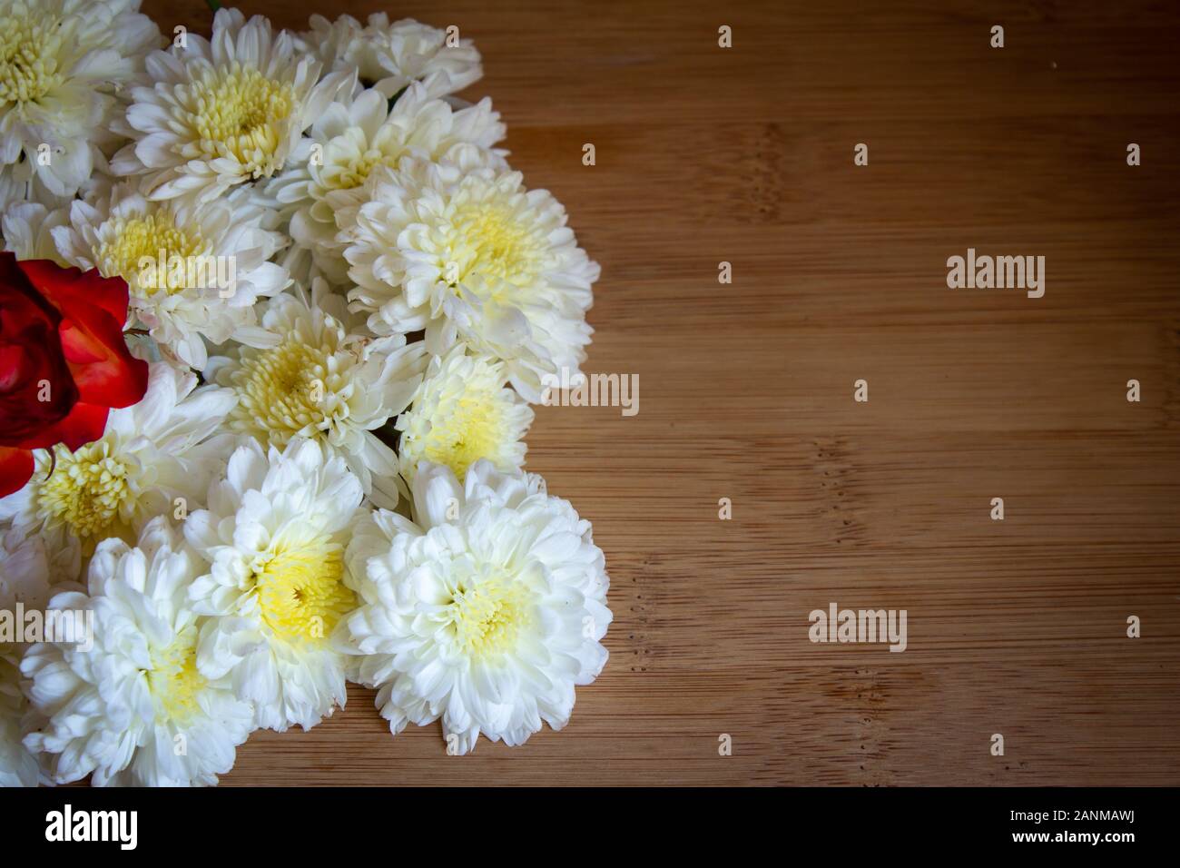 Giallo e bianco fiori di crisantemo. Utilizzare per i fiori e la natura dei concetti Foto Stock