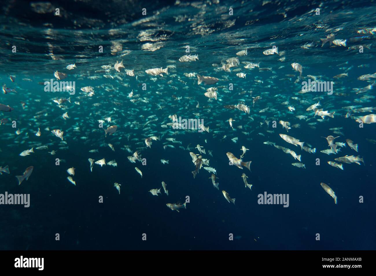 Cefalo Mugil pesce sotto la superficie dell'Egitto oceano, piccoli pesci sciame nell oceano dell Egitto, fotografia subacquea Foto Stock