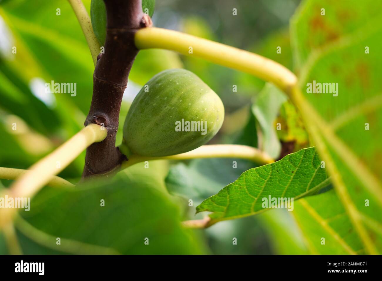 Green fig frutto su una figura il ramo di un albero in estate in giardino mediterraneo. Foto Stock