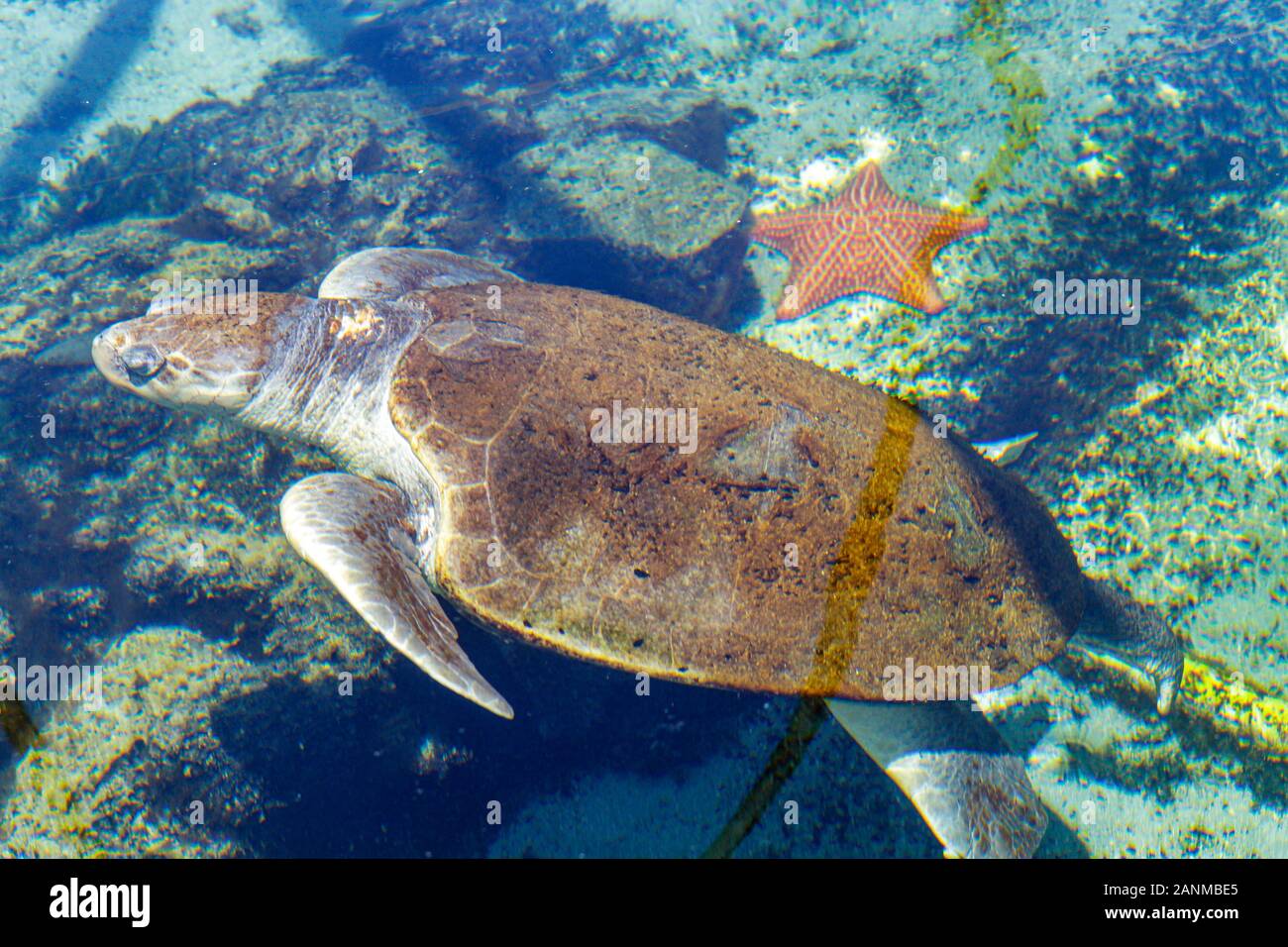 Boca Raton Florida, Palm Beach County, Gumbo Limbo Environmental Complex and Nature Center, tartaruga marina, stelle marine, turisti in viaggio di viaggio per turismo Foto Stock