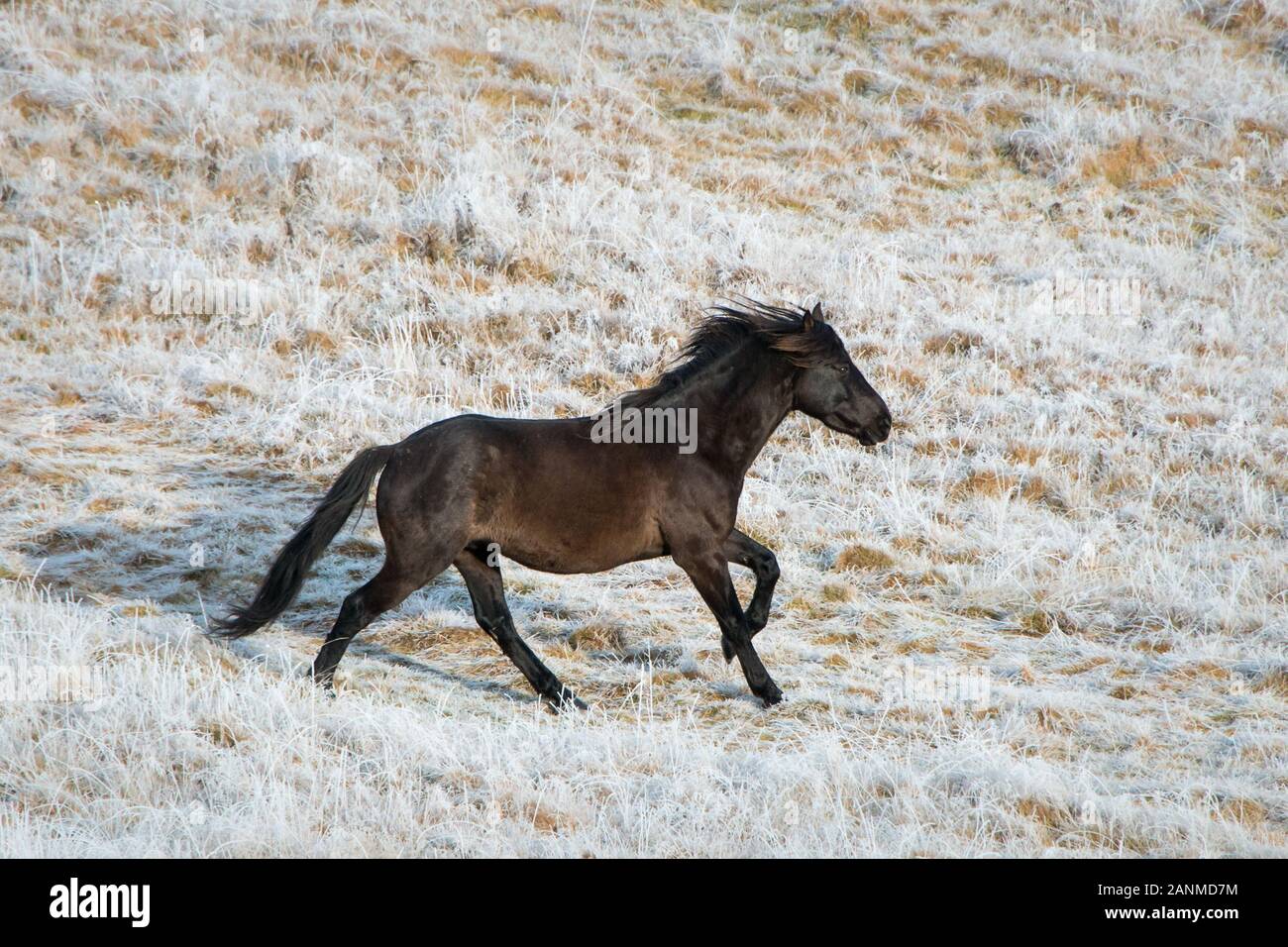 Kaimanawa nero cavallo al galoppo sulla bianca terra smerigliato, altopiano centrale, Nuova Zelanda Foto Stock