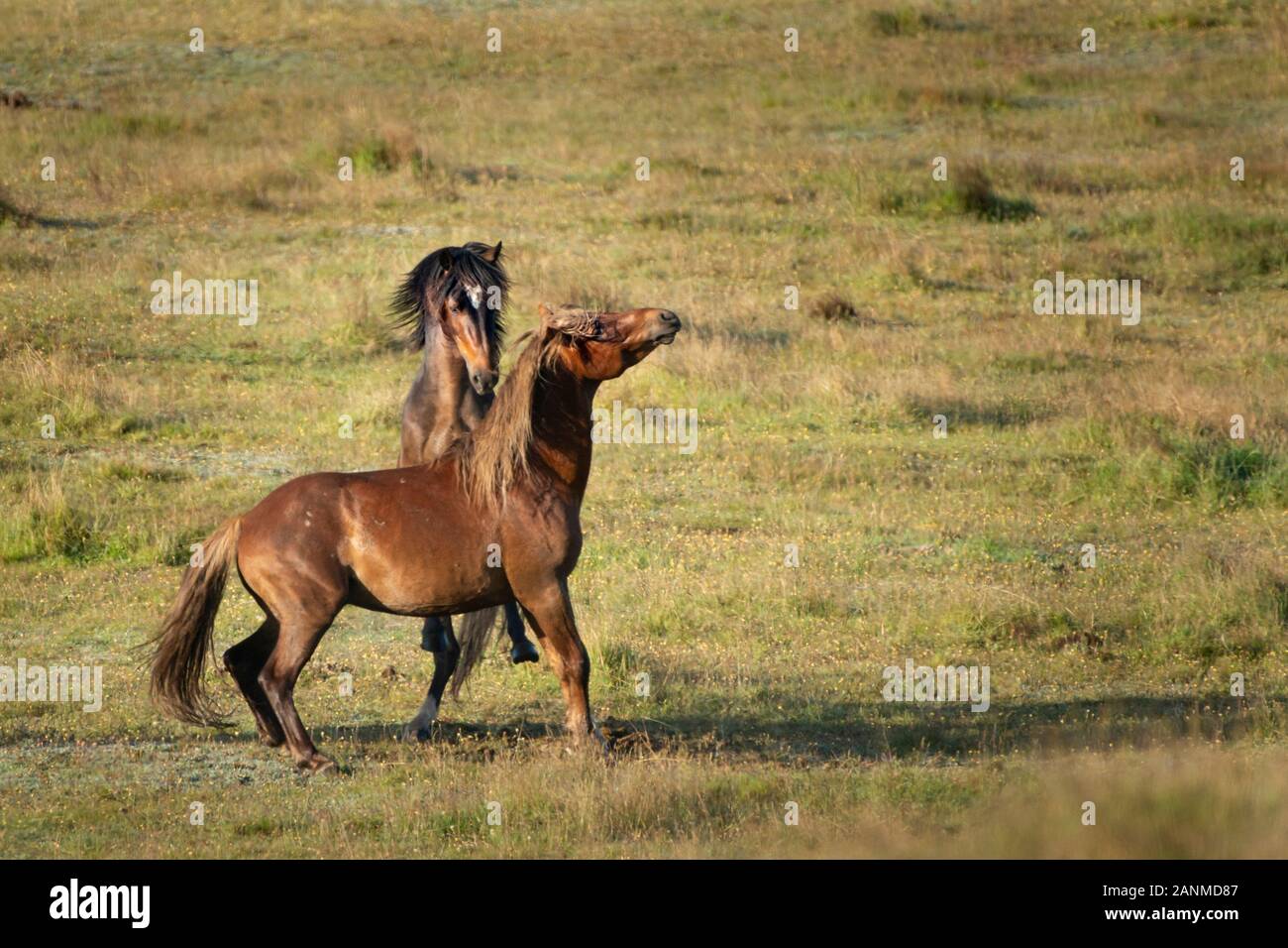 Due wild Kaimanawa stalloni giocando sulle verdi colline di gamme della montagna Foto Stock