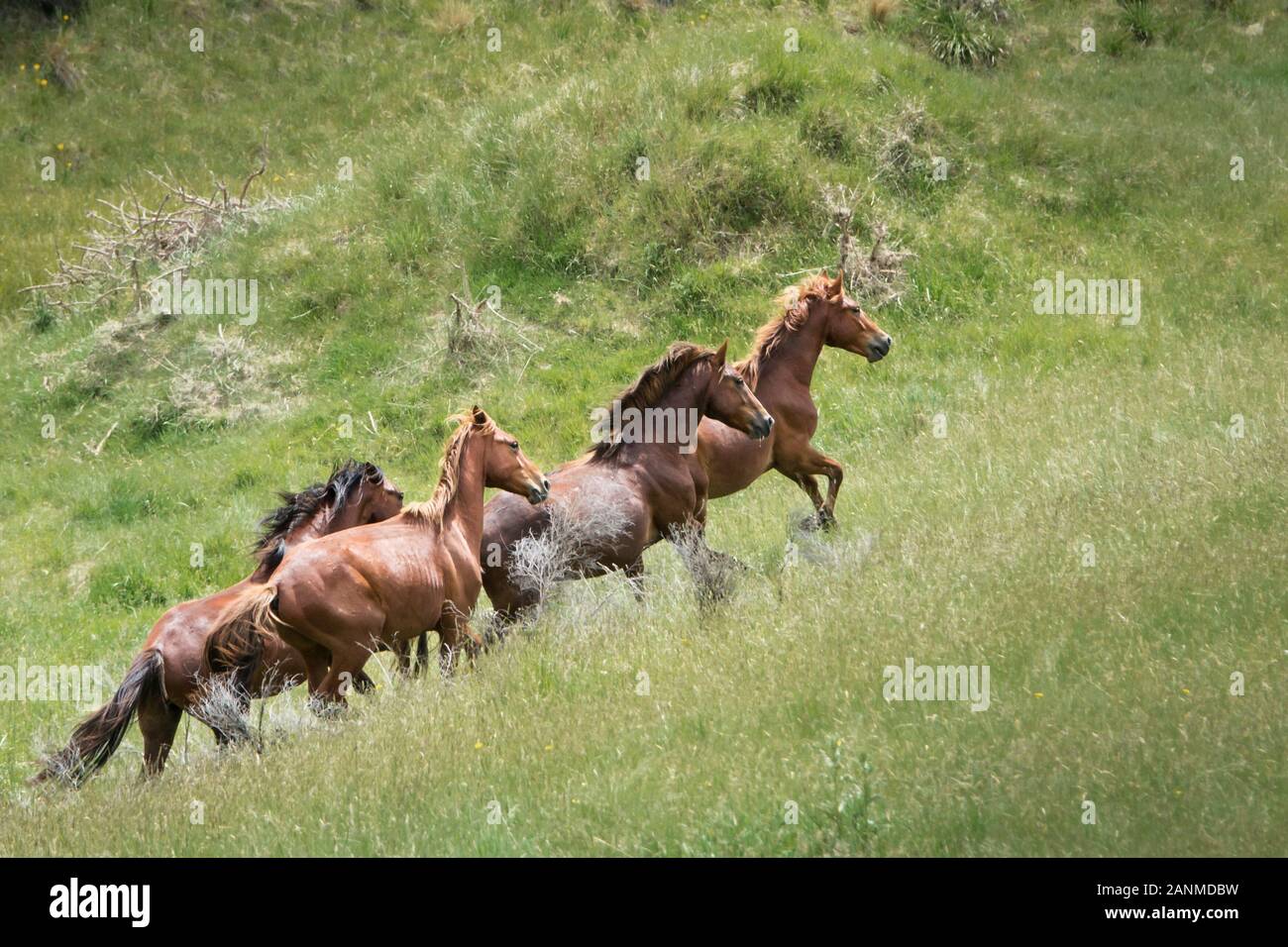 Quattro selvaggi cavalli Kaimanawa in esecuzione in gamme della montagna in altopiano centrale, Nuova Zelanda Foto Stock