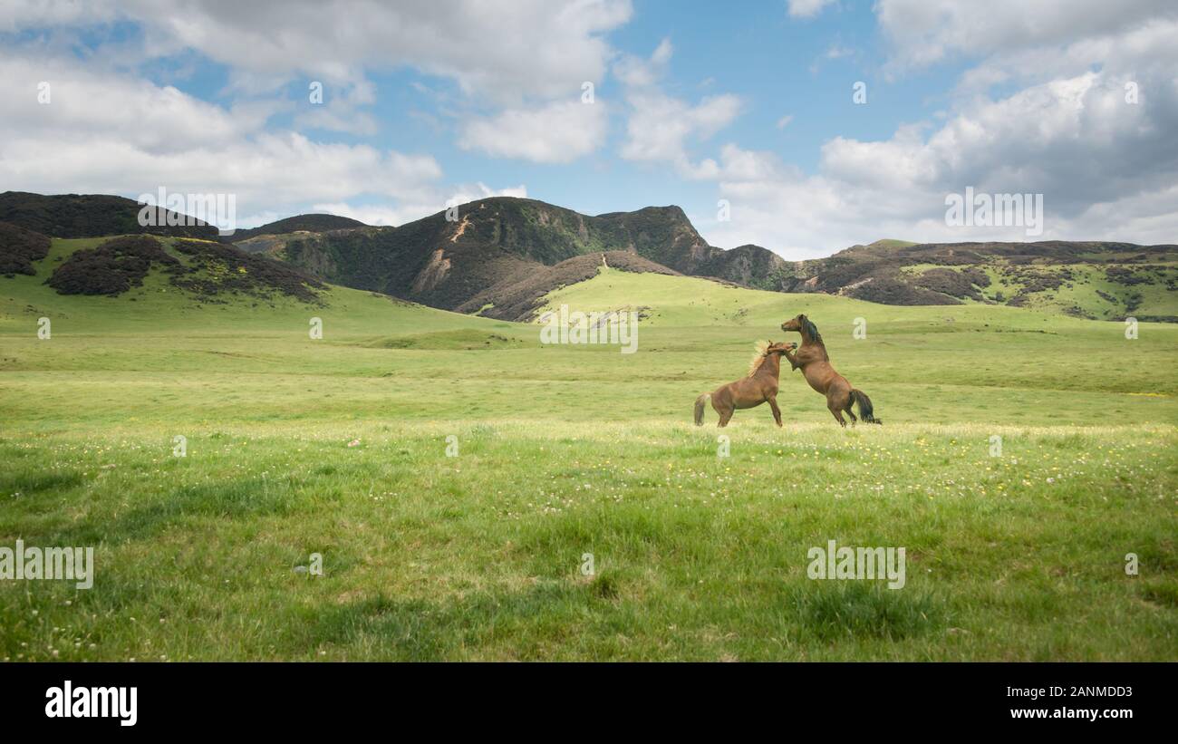 Due cavalli selvaggi giocando nel verde delle colline di Kaimanawa gamme della montagna, Isola del nord, Nuova Zelanda Foto Stock