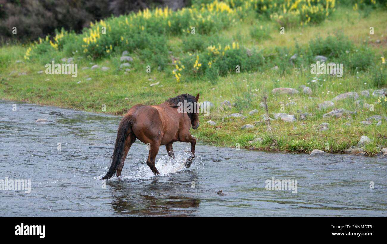 Kaimanawa Wild Horse Running attraverso il fiume in gamme Kaimanawa, altopiano centrale, Nuova Zelanda Foto Stock