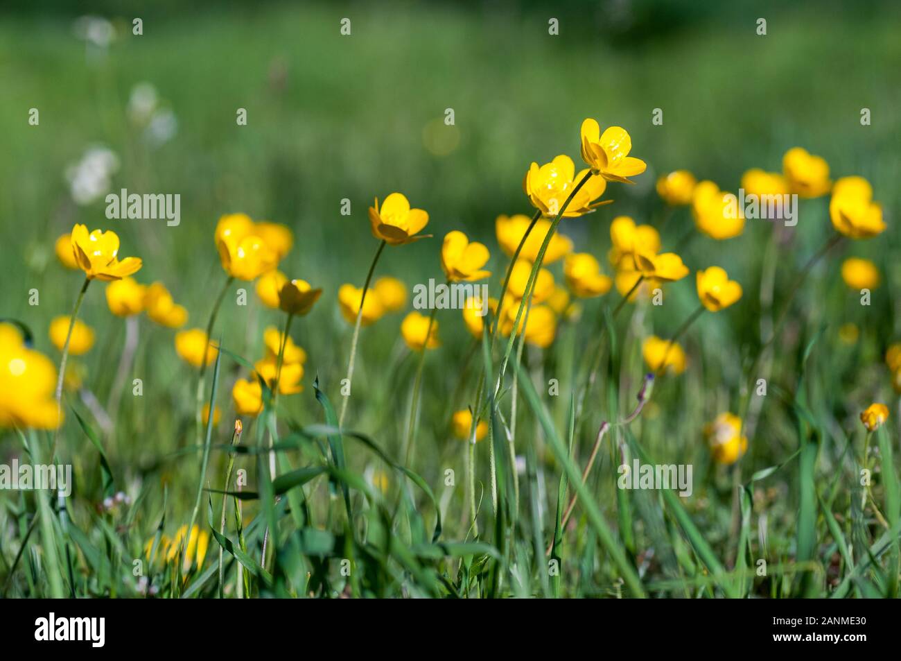Gruppo di fiori Buttercup fiorire nel prato Foto Stock