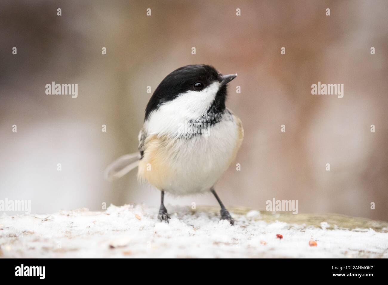 Un chickadee nero-capped (atricapillus del Poecile) in inverno. Whitemud Park, Edmonton, Alberta, Canada. Foto Stock