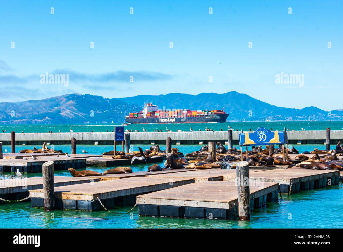 I leoni di mare a prendere il sole sulle banchine del popolare attrazione turistica Pier 39. Un grande contenitore nave Hapag-Lloyd è la vela in background - San Francisco Foto Stock