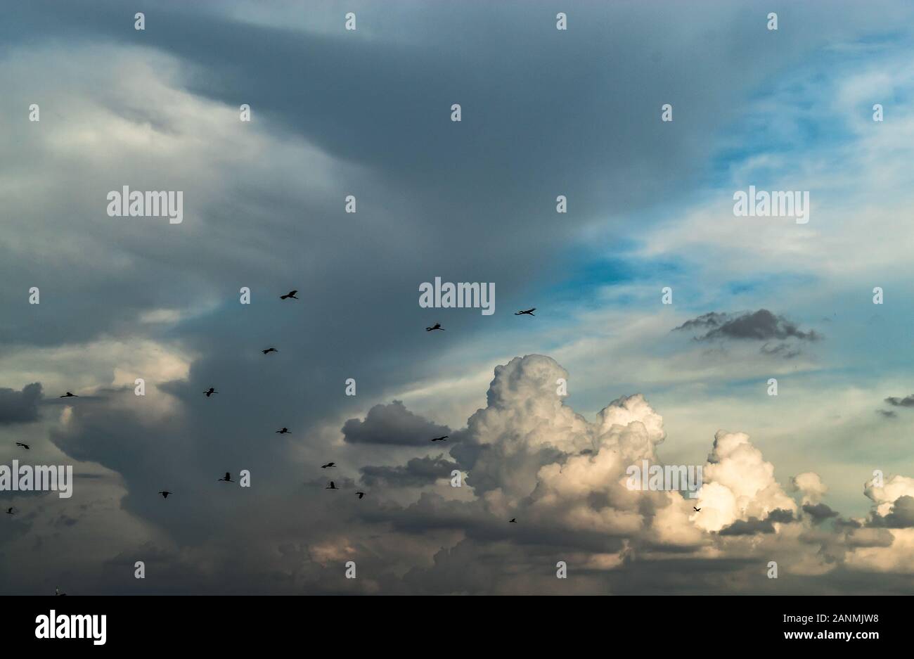 Stormi di uccelli volare nel cielo. Foto Stock