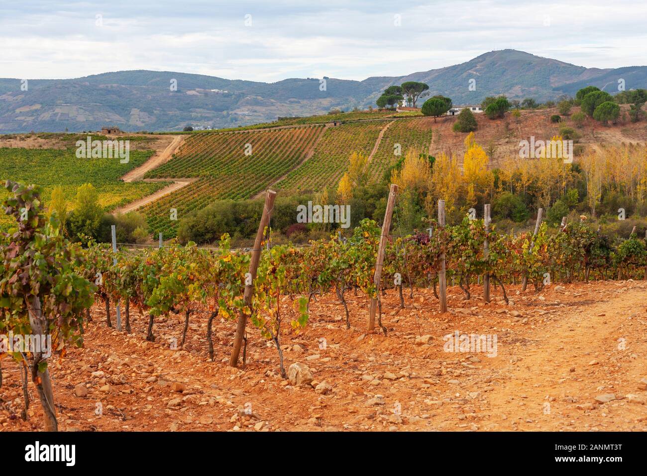 Vigneti e Vigneti dominano il paesaggio autunnale nella regione vinicola di Bierzo su El Camino de Santiago in Spagna. Foto Stock