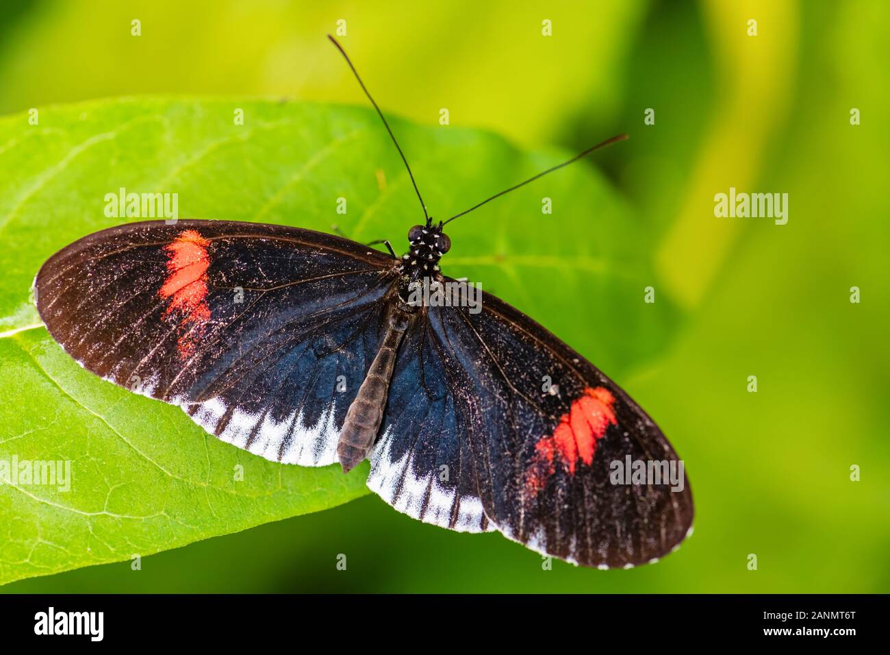 Portalettere comune - Heliconius melpomene :, bella brushfoot colorate butterfly dall America Centrale di prati e boschi, Messico. Foto Stock