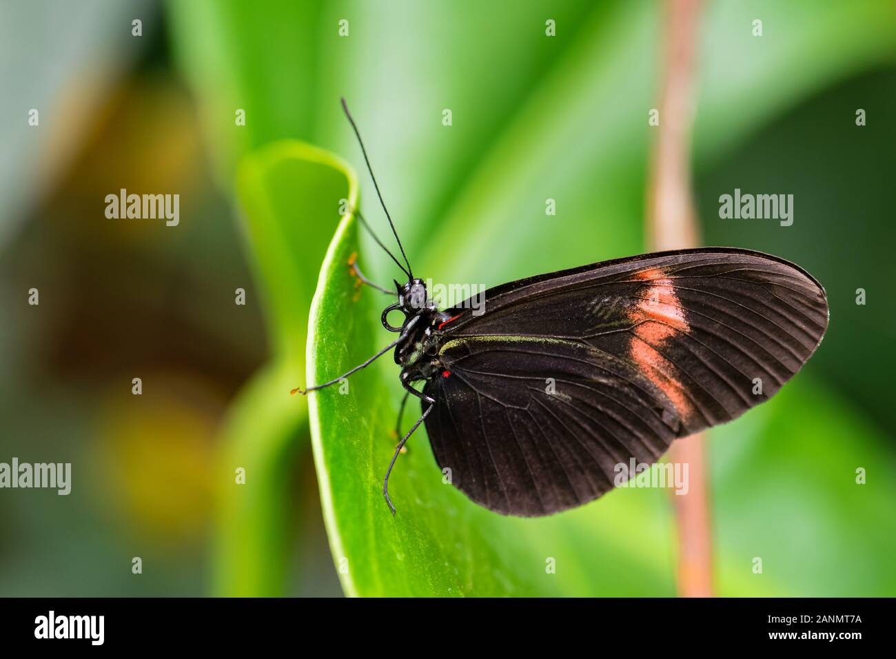 Portalettere comune - Heliconius melpomene :, bella brushfoot colorate butterfly dall America Centrale di prati e boschi, Messico. Foto Stock
