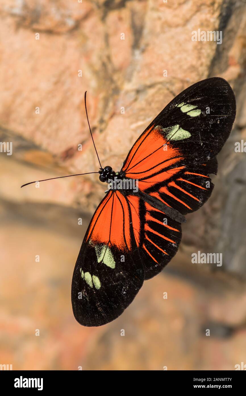 Portalettere comune - Heliconius melpomene :, bella brushfoot colorate butterfly dall America Centrale di prati e boschi, Messico. Foto Stock