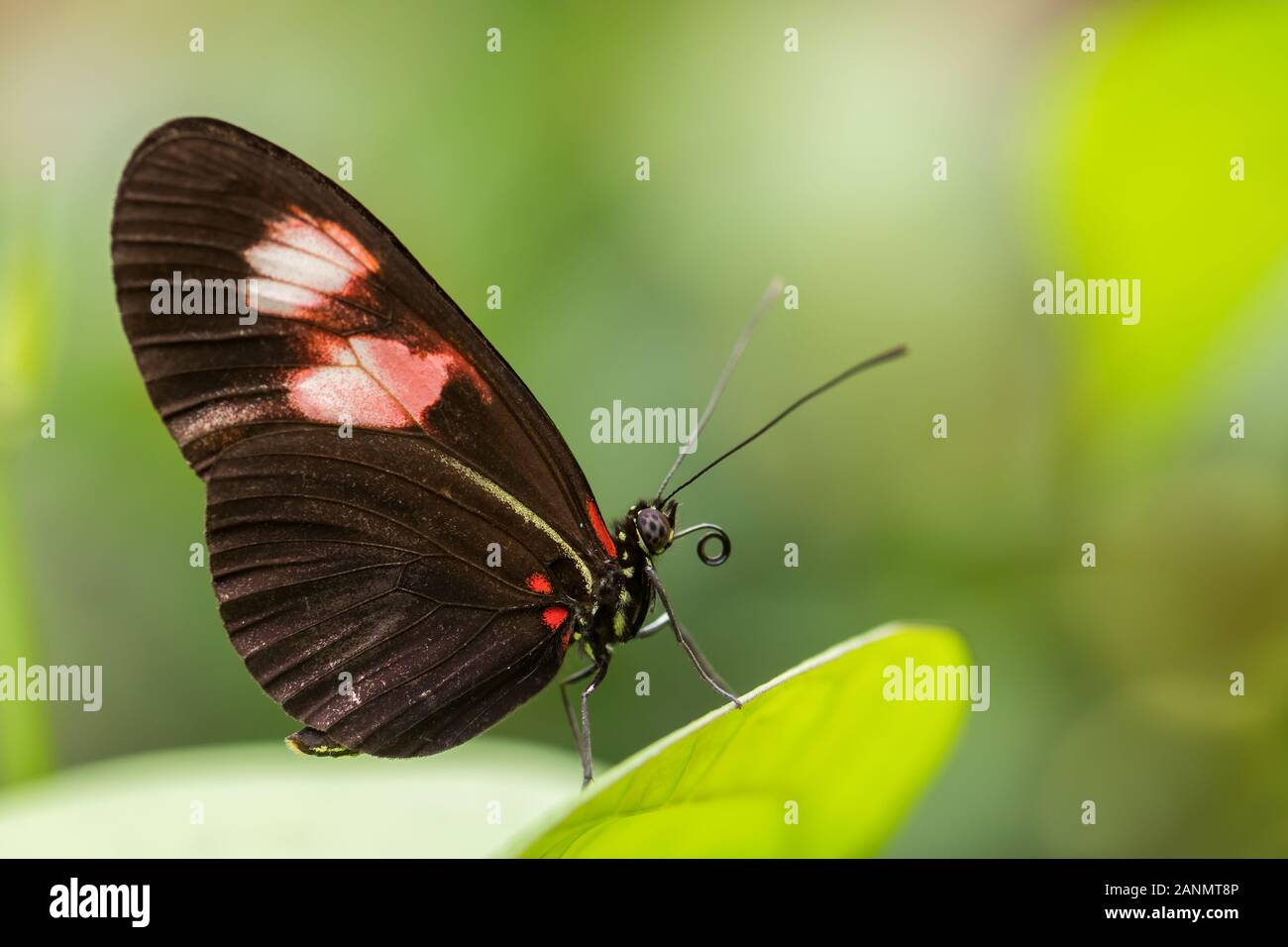 Portalettere comune - Heliconius melpomene :, bella brushfoot colorate butterfly dall America Centrale di prati e boschi, Messico. Foto Stock