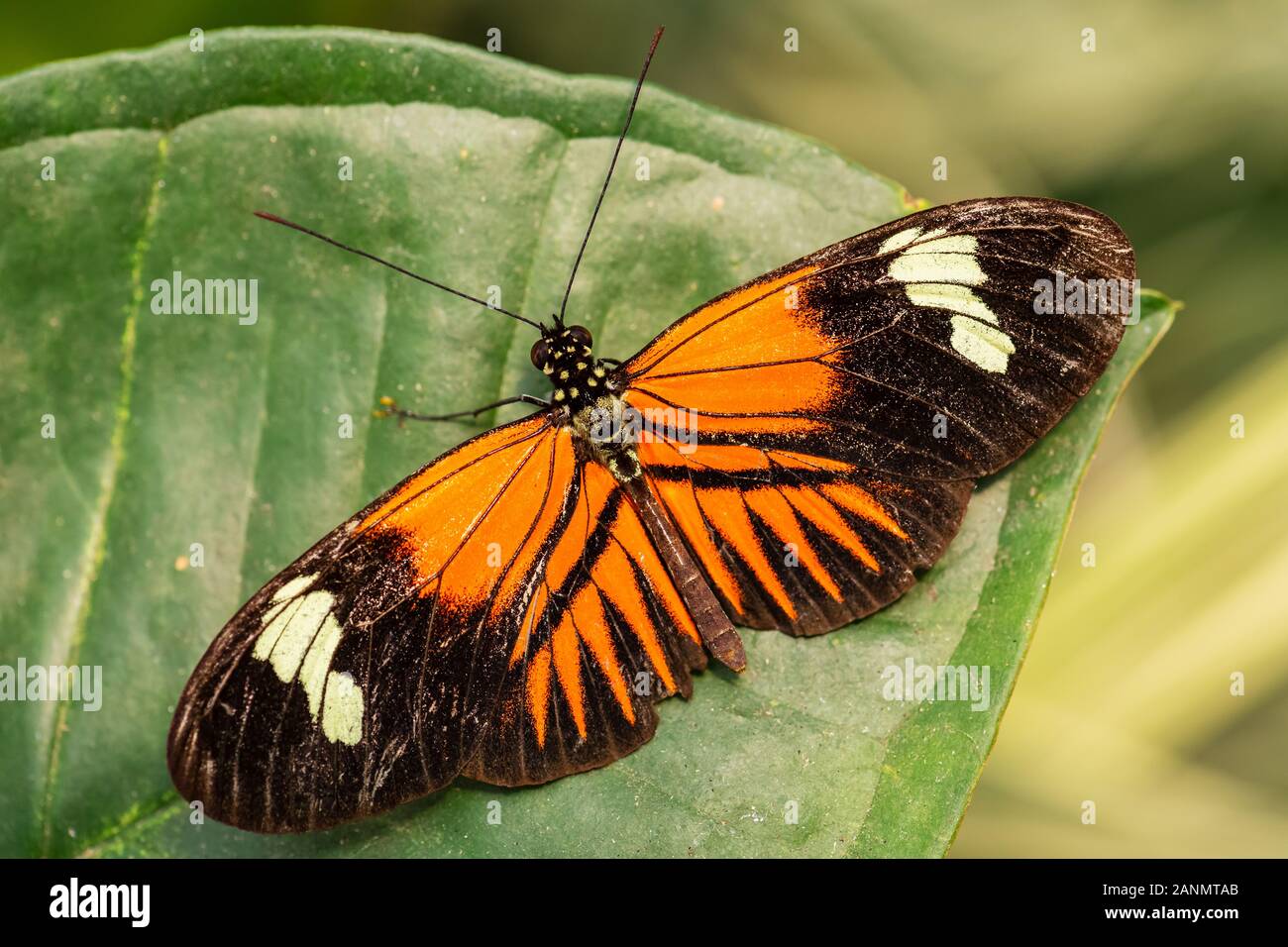 Portalettere comune - Heliconius melpomene :, bella brushfoot colorate butterfly dall America Centrale di prati e boschi, Messico. Foto Stock