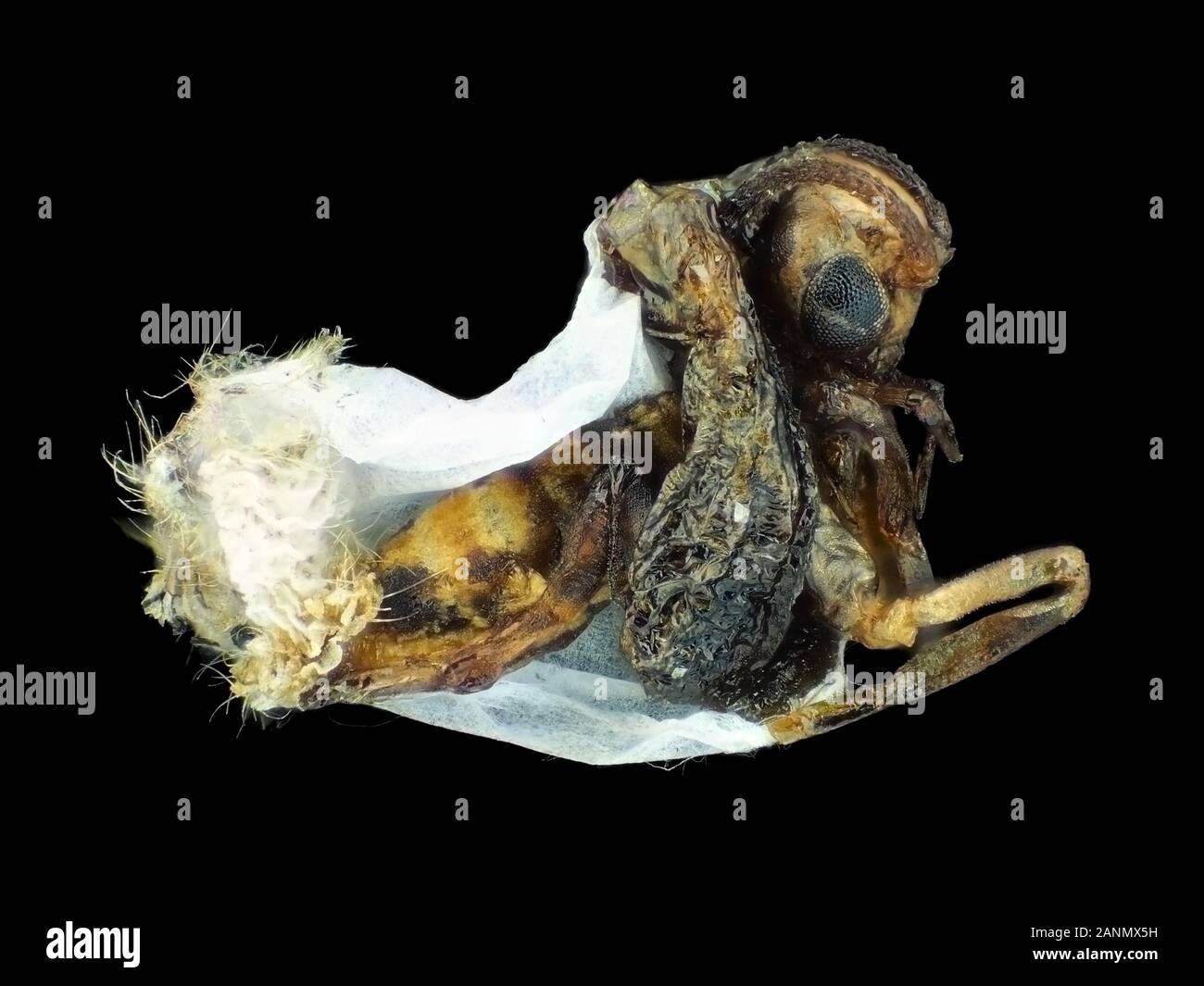 Macro fotografia estrema (al microscopio) di piccolo insetto 2mm non identificato con resti di bozzolo, probabilmente infettati o deformati Foto Stock