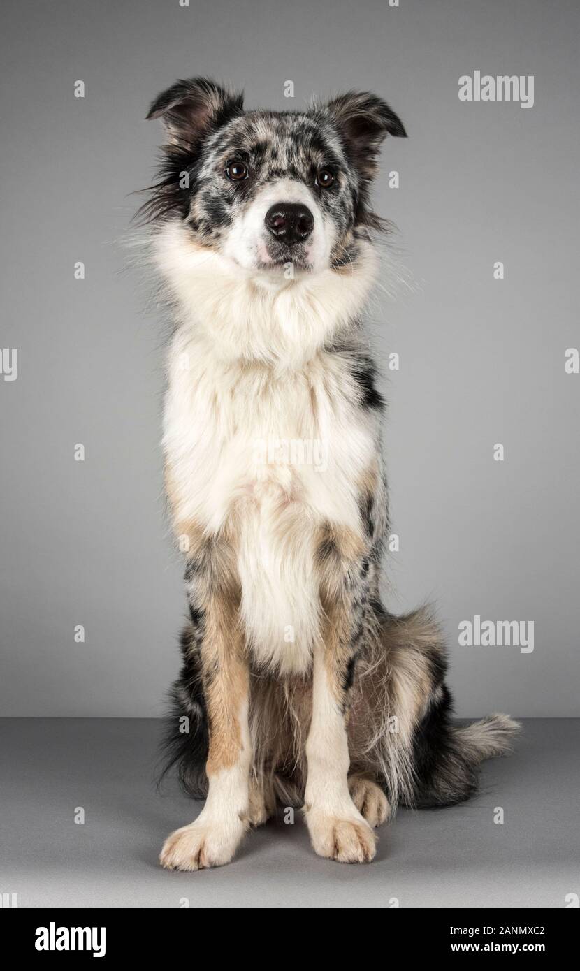 Ritratto di un cane australiano Collie nel Regno Unito Foto Stock