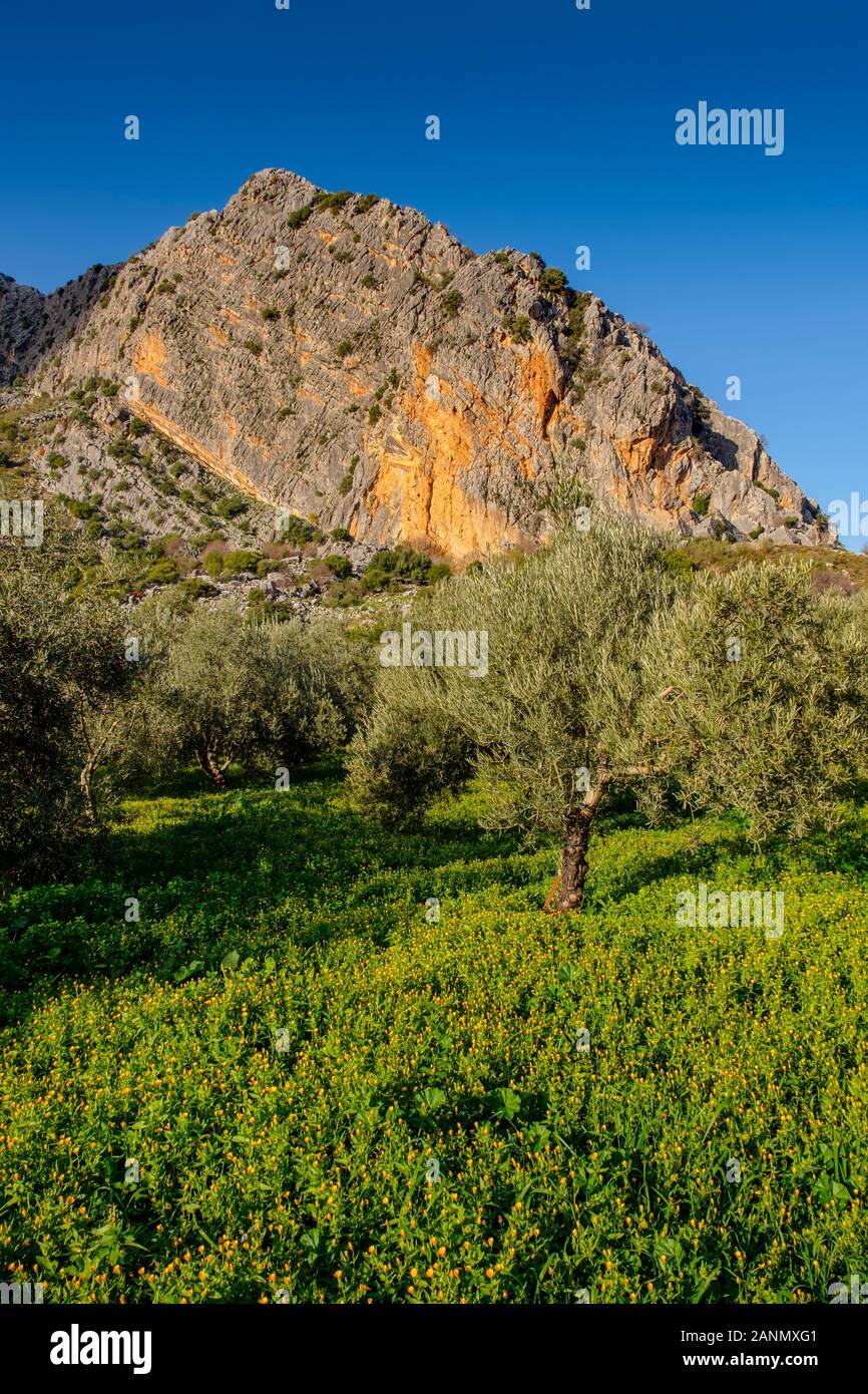 Il Carso di calcare e la natura in Montejaque. Parco Naturale della Sierra de Grazalema, provincia di Malaga, Andalusia meridionale. Spagna europa Foto Stock