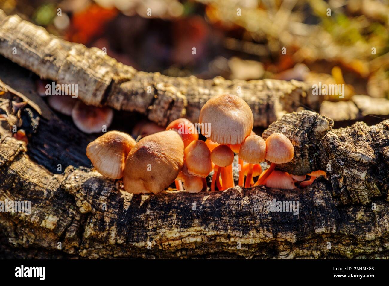 Funghi su un pezzo di sughero in natura. Parco Naturale della Sierra de Grazalema, Cadice provincia meridionale Andalusia. Spagna europa Foto Stock