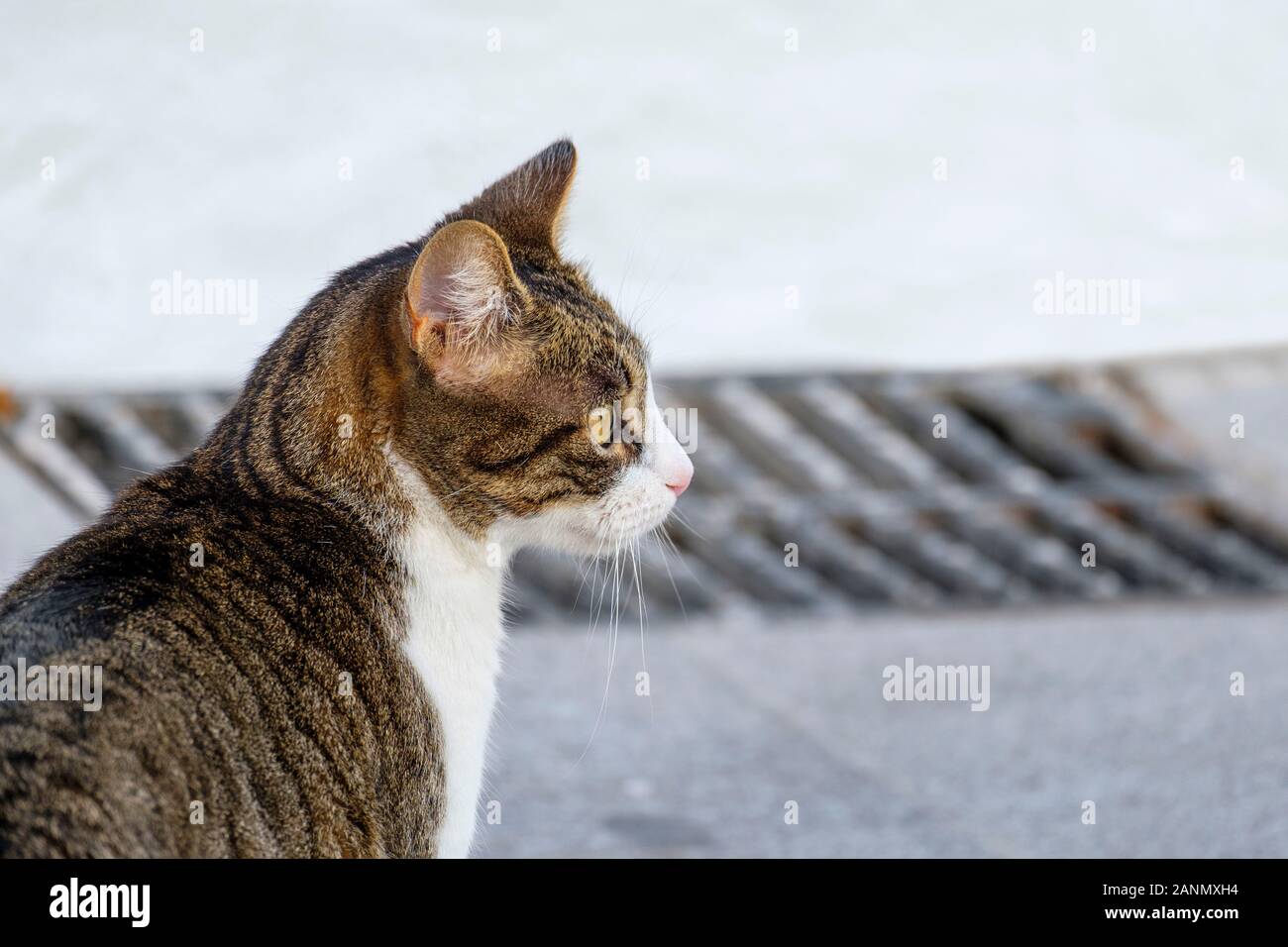 Il gatto domestico su una strada della città bianca di Mijas Pueblo (Felis silvestris Catus). Costa del Sol, provincia di Malaga, Andalusia meridionale. Spagna europa Foto Stock