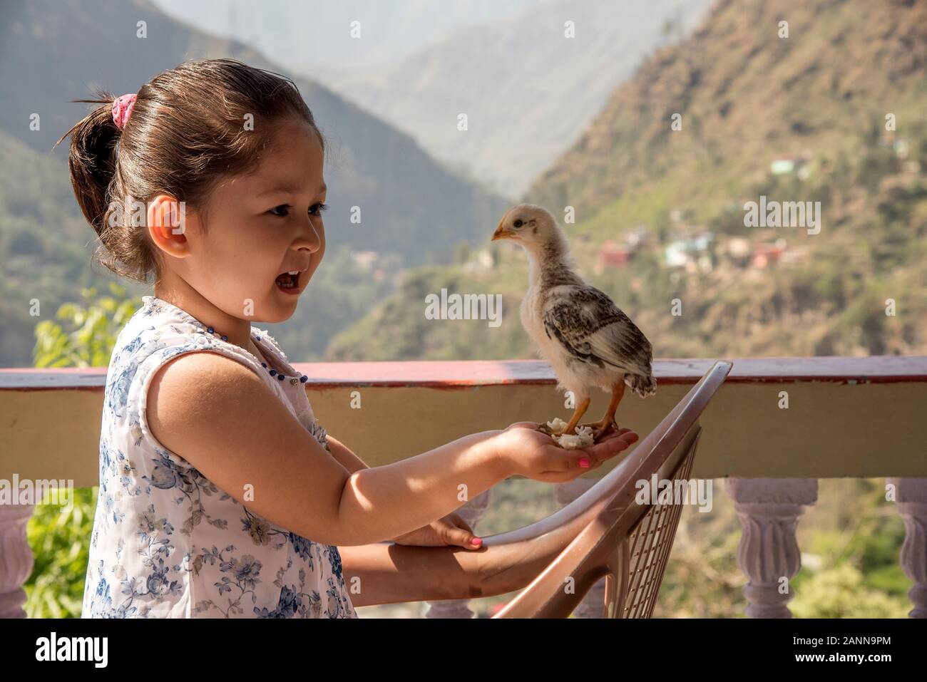 Ragazza che tiene un pollo lanuginoso in mano all'aperto. Foto Stock