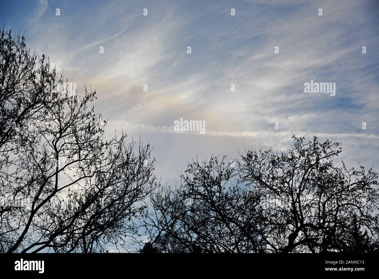 Cirrus nuvole in alto nel cielo in una fredda giornata invernale con il controtolo di un aereo che è passato, dietro cime di alberi. Foto Stock