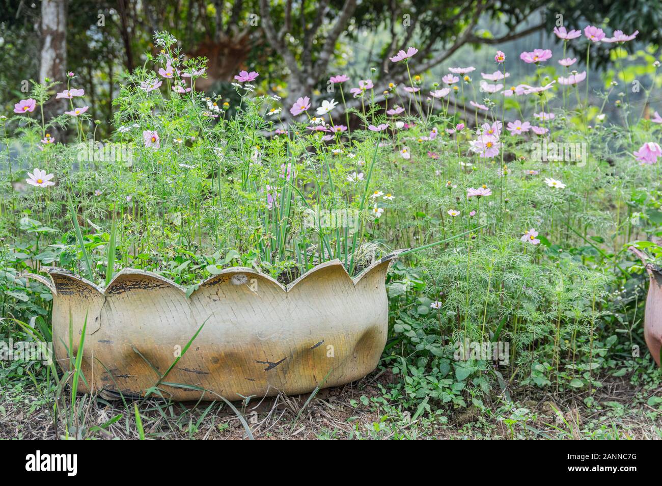 Immagine di una pentola di impianto realizzato da vecchi pneumatici in vasi di rosa fiori di Cosmos Foto Stock