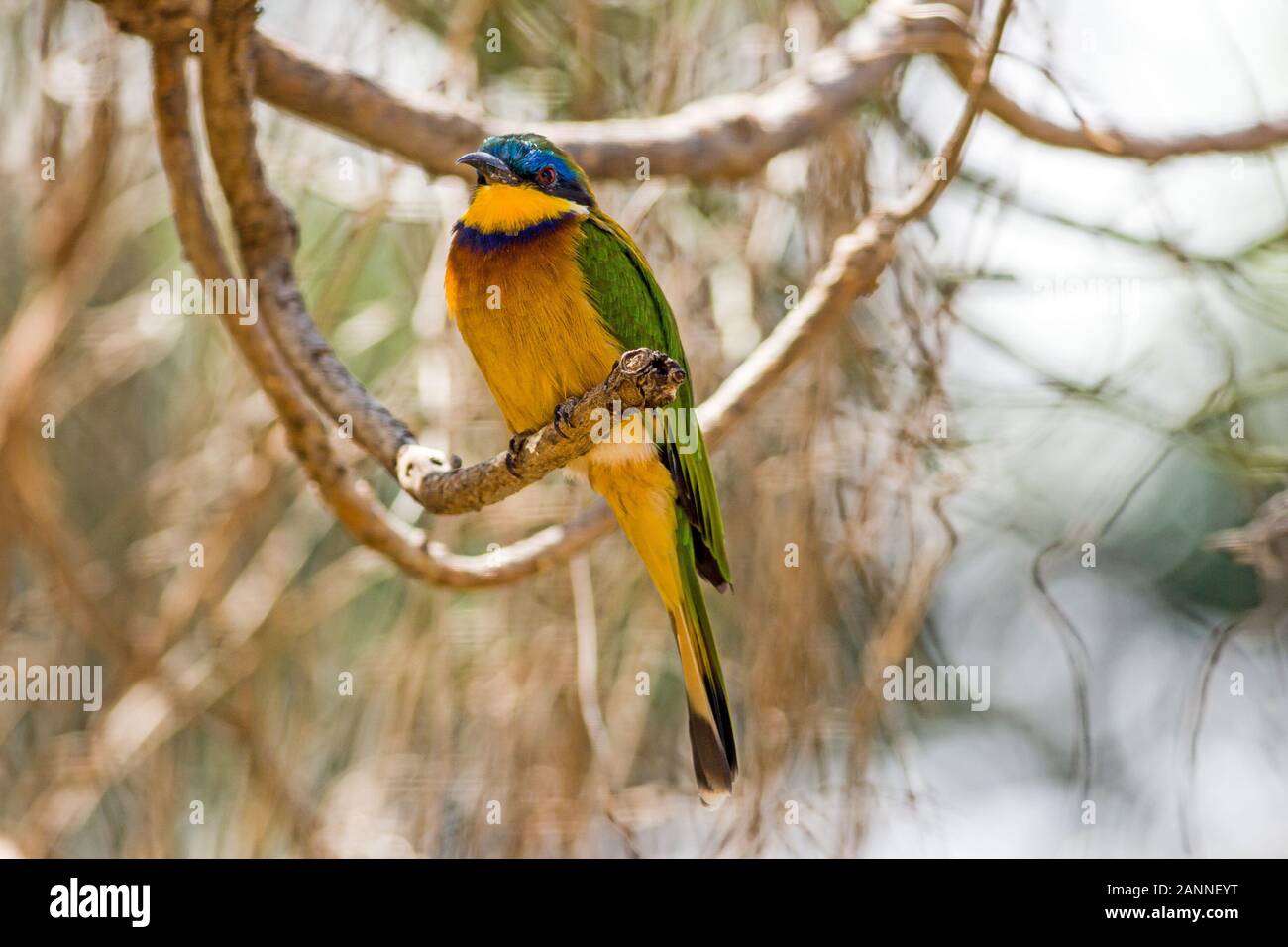 Apetta Eater (Merops pusillus), Yeha, Tigray, Etiopia. Foto Stock