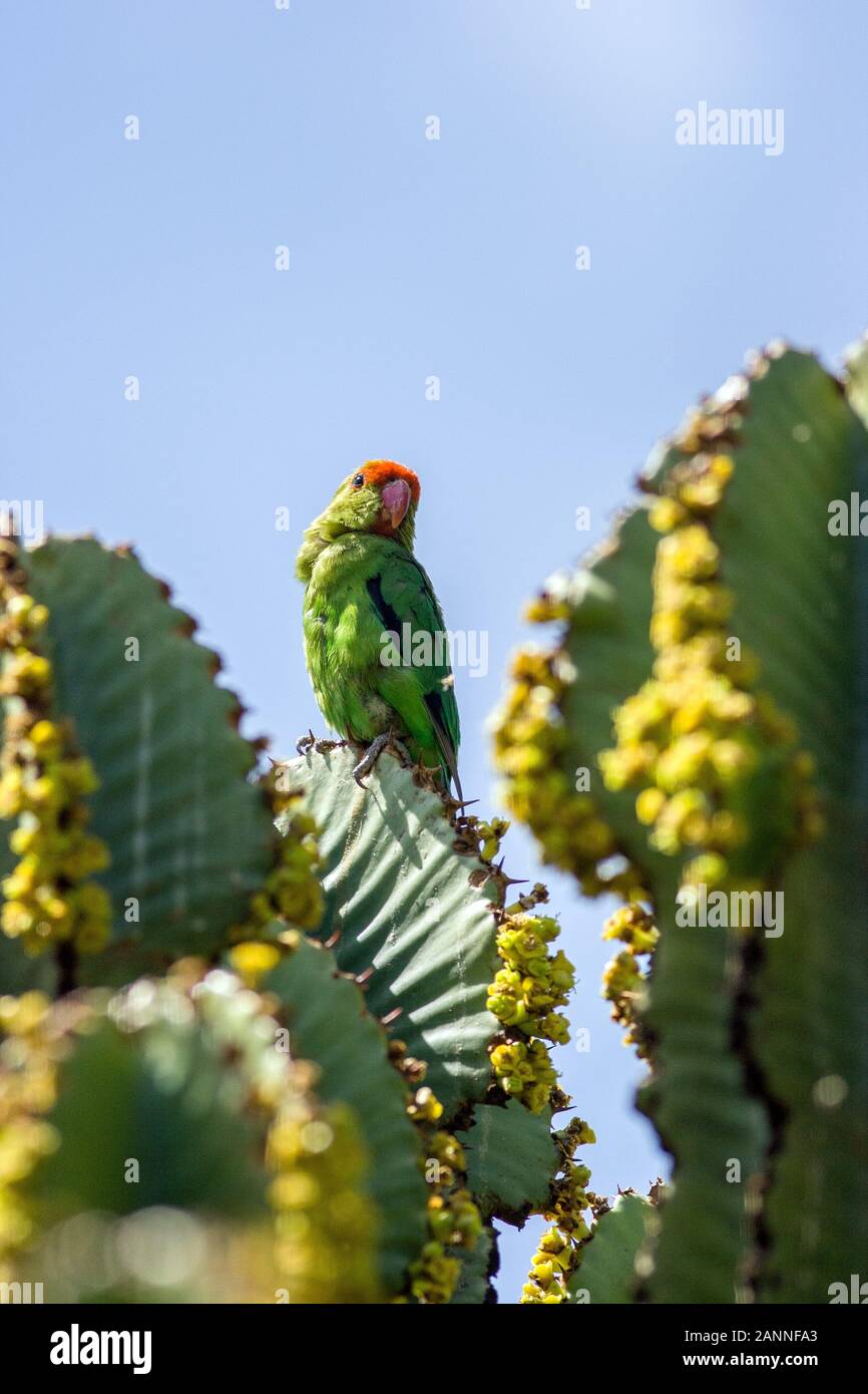 Lovebird (Agapornis taranta) è il pappagallo verde comune dell'altopiano etiope, Yeha, Tigray Region, Etiopia Foto Stock