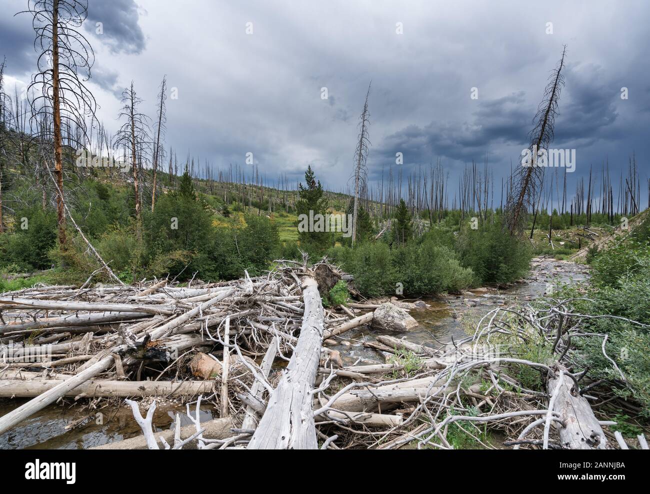 Escursionismo su Continental Divide Trail, Colorado, STATI UNITI D'AMERICA Foto Stock