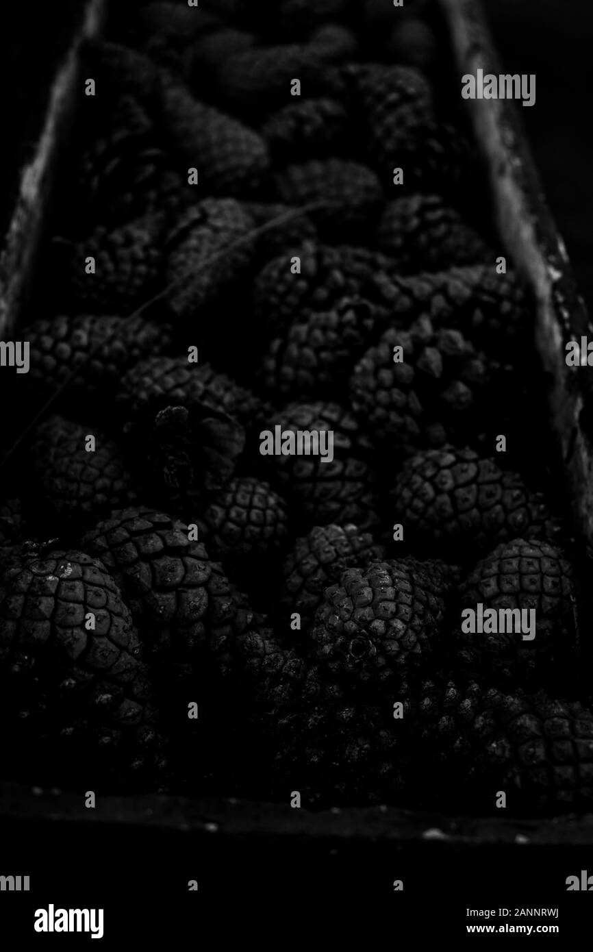Un cesto pieno di pigne nelle quali Foto Stock