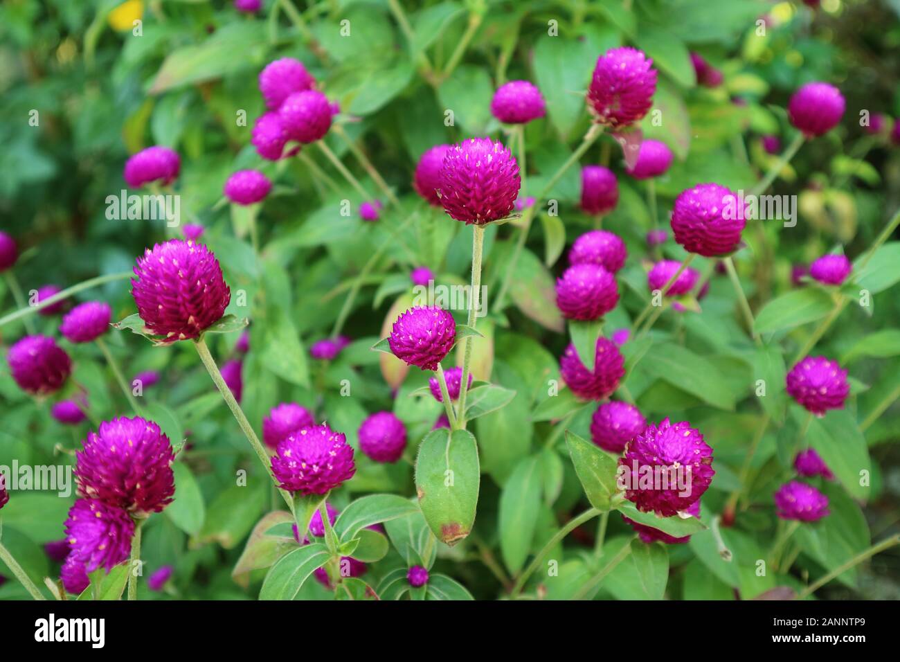 Vivid color porpora Globo di rosa fiori di amaranto tra vibranti fogliame verde Foto Stock