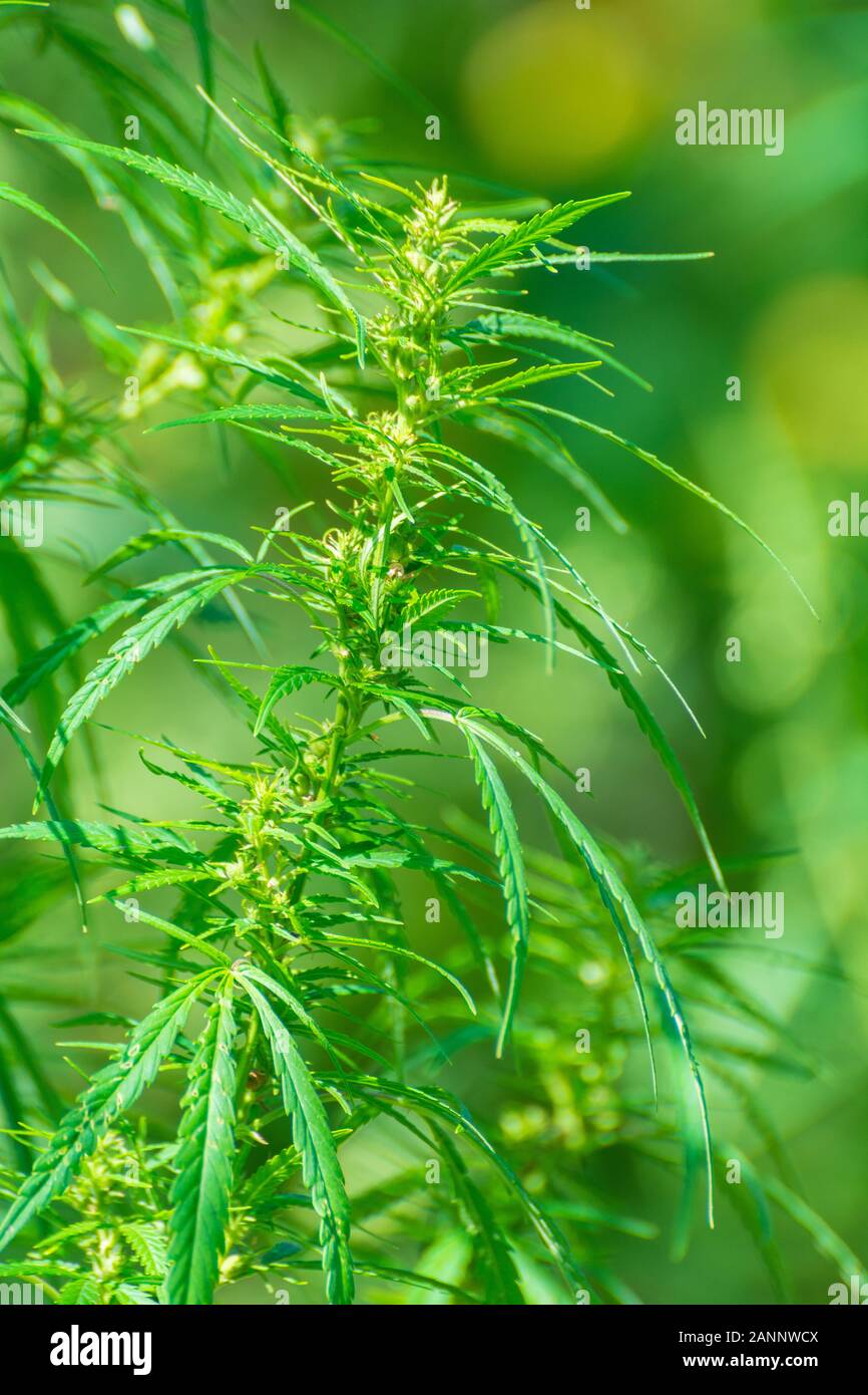 Fresco verde marihuana germoglio, foglie di cannabis terapeutica Foto Stock Fresco verde marihuana germoglio, foglie di cannabis terapeutica Foto Stock