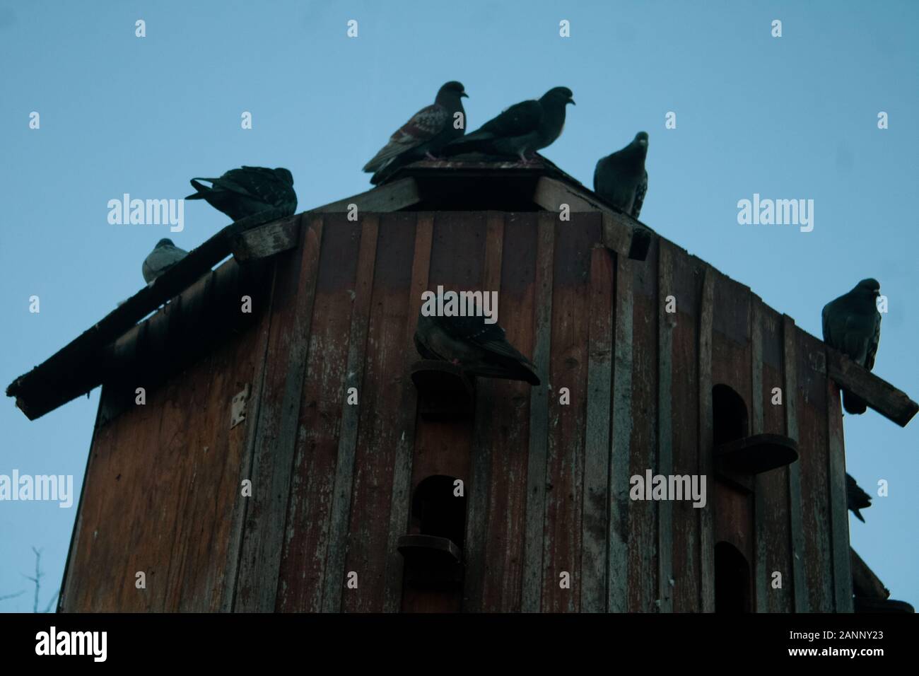 Pigeon coop nella città Foto Stock