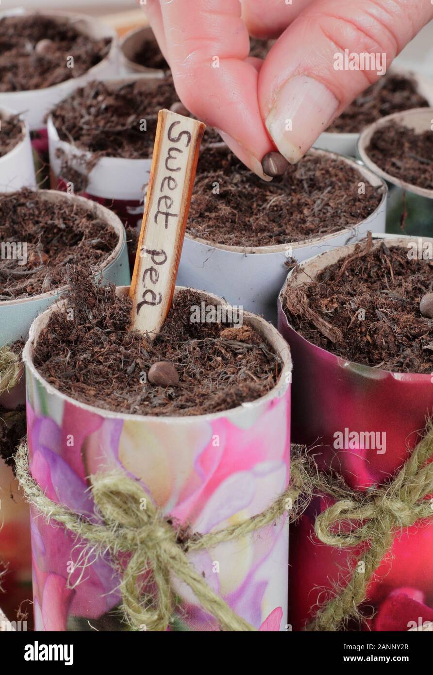 Lathyrus odoratus. La semina di pisello dolce semi in vasi di carta in autunno. Regno Unito Foto Stock