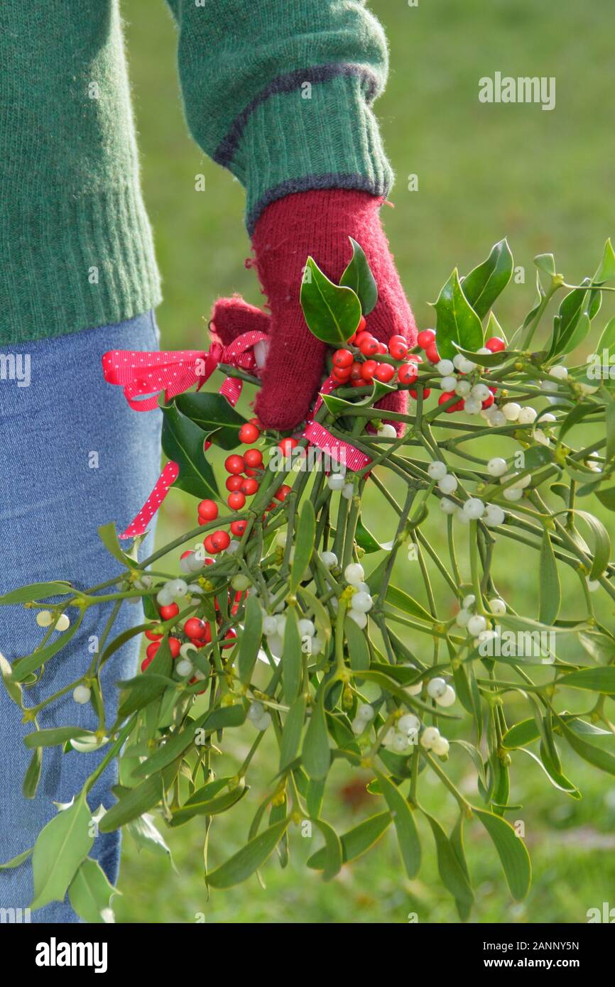 Viscum album e di Ilex. Rametti di vischio e agrifoglio raccolti nella campagna inglese per la realizzazione in una naturale decorazioni di Natale Foto Stock