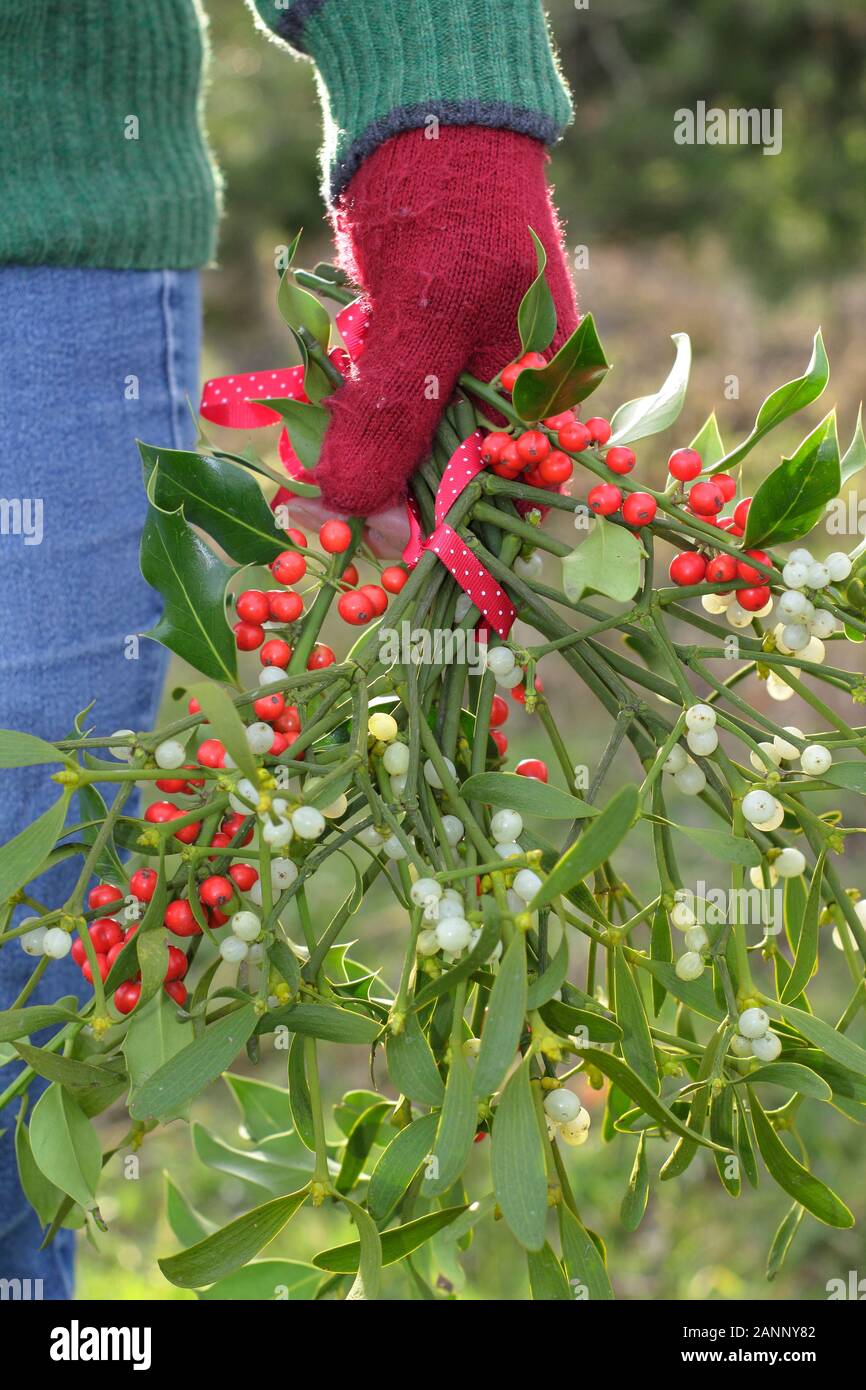 Viscum album e di Ilex. Rametti di vischio e agrifoglio raccolti nella campagna inglese per la realizzazione in una naturale decorazioni di Natale Foto Stock