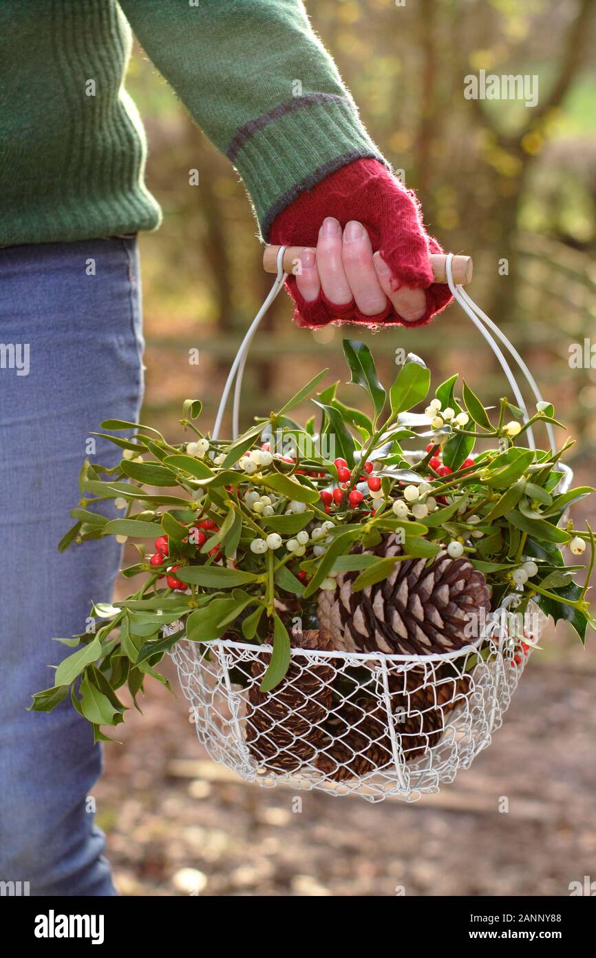 La raccolta naturale invernale decorazioni - vischio, agrifoglio e pigne - in un cestello nella campagna inglese. Regno Unito Foto Stock