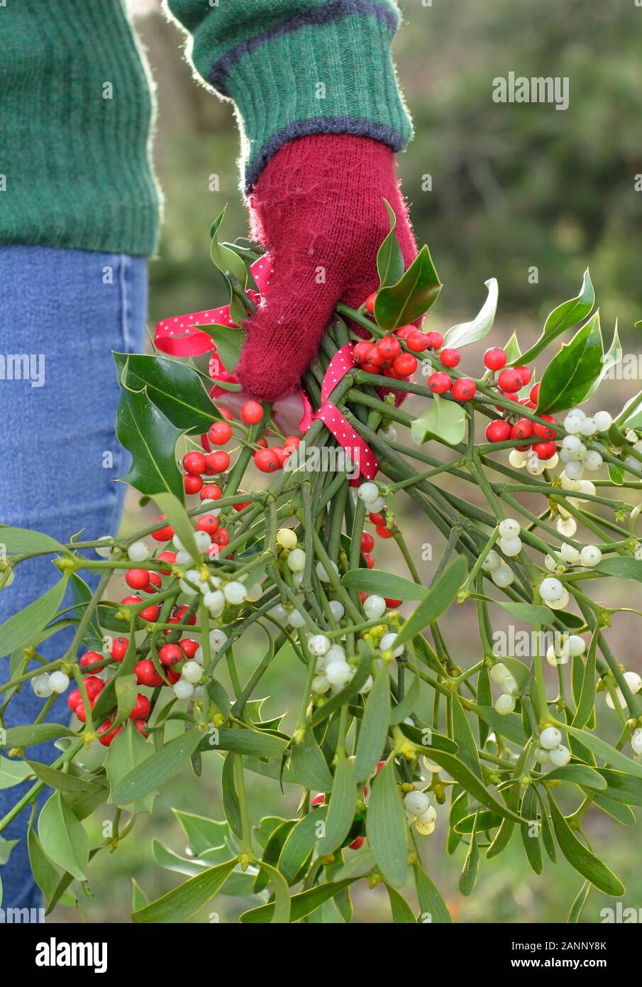 Viscum album e di Ilex. Rametti di vischio e agrifoglio raccolti nella campagna inglese per la realizzazione in una naturale decorazioni di Natale Foto Stock